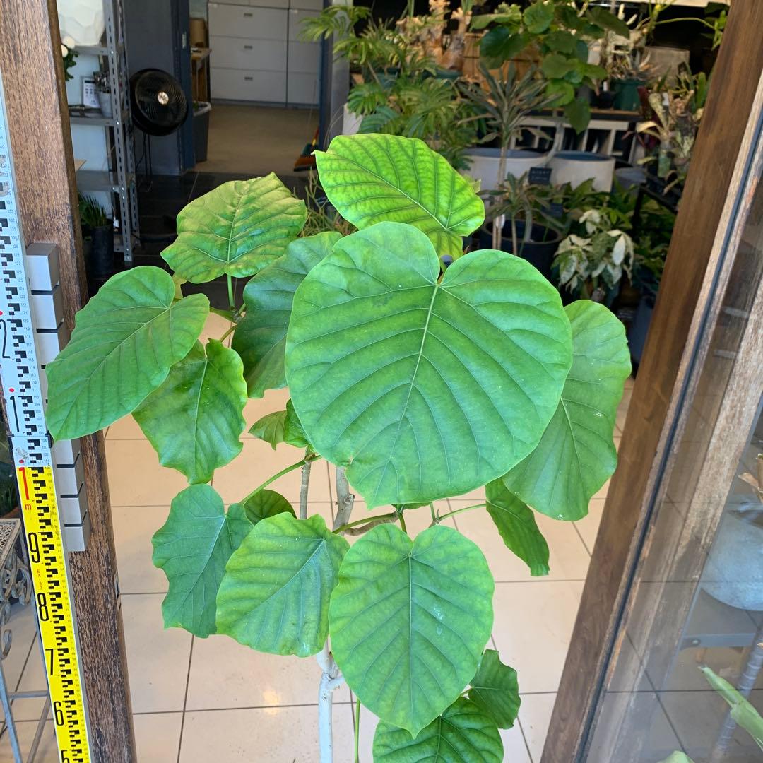 フィカス ウンベラータ 曲がり 8号