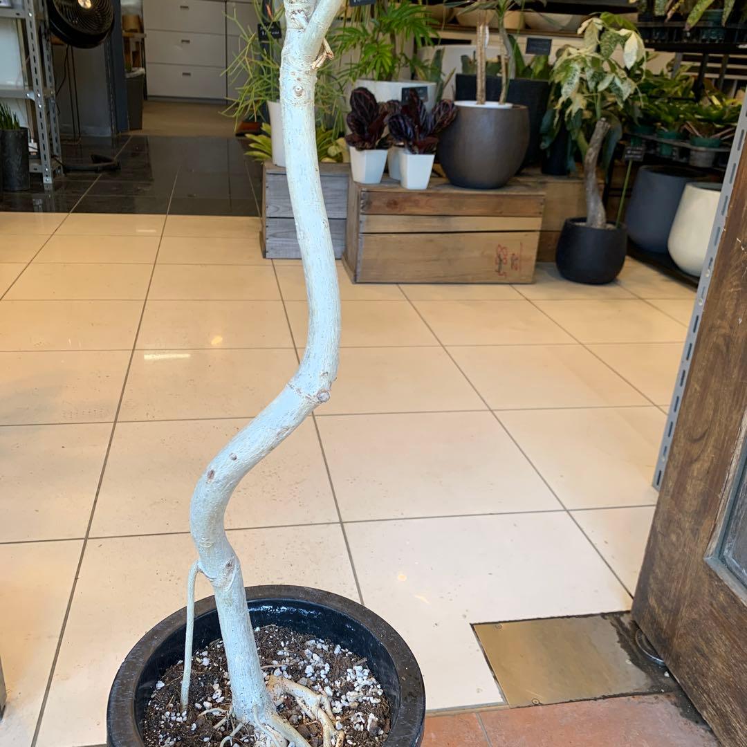 フィカス ウンベラータ 曲がり 8号