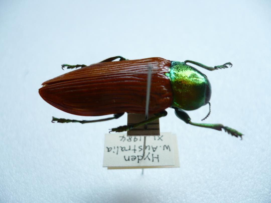 O*ん様 オーストラリアの ムカシタマムシ 3種セット