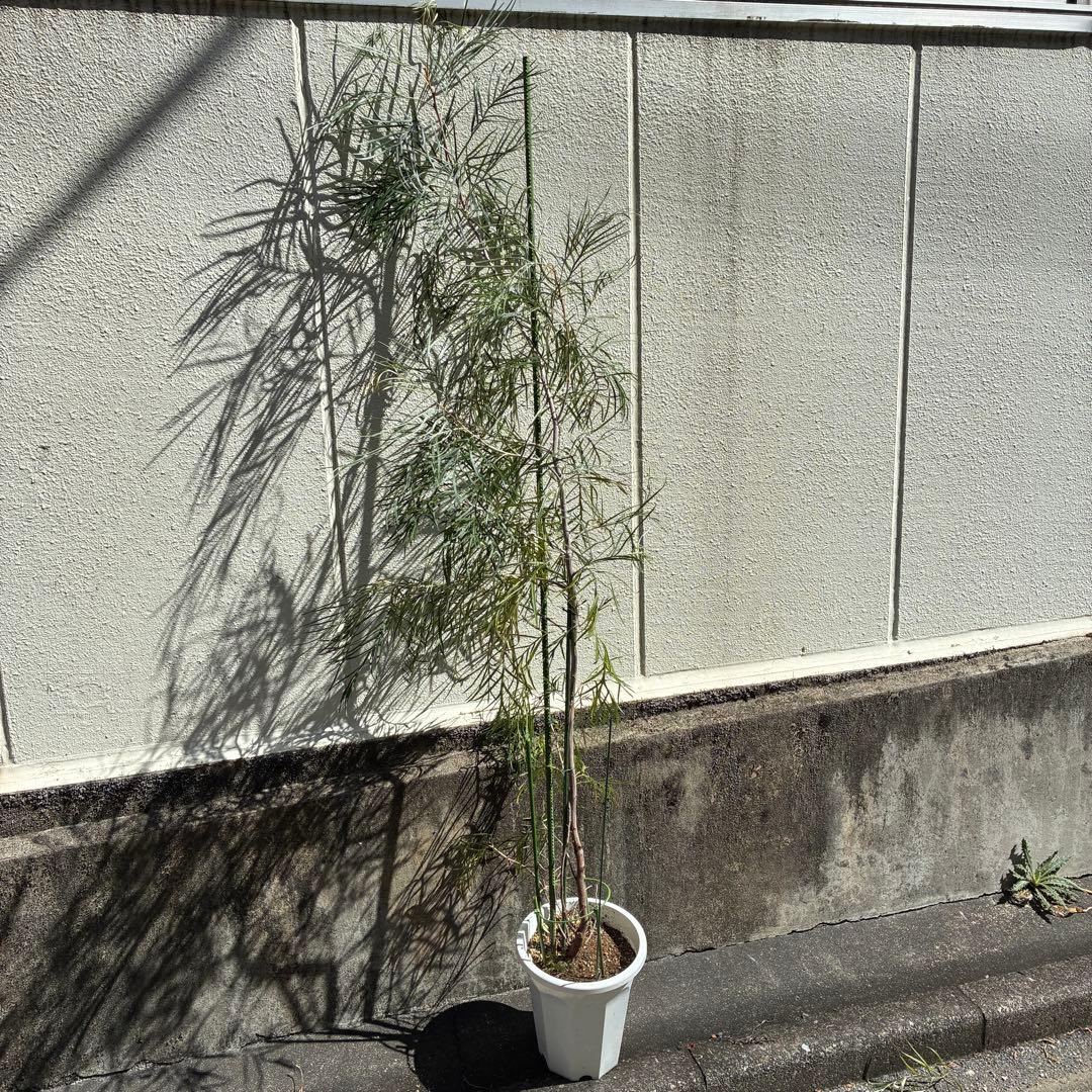 グレビレア　ピンクサプライズ 約1.9メートル　特大　希少種