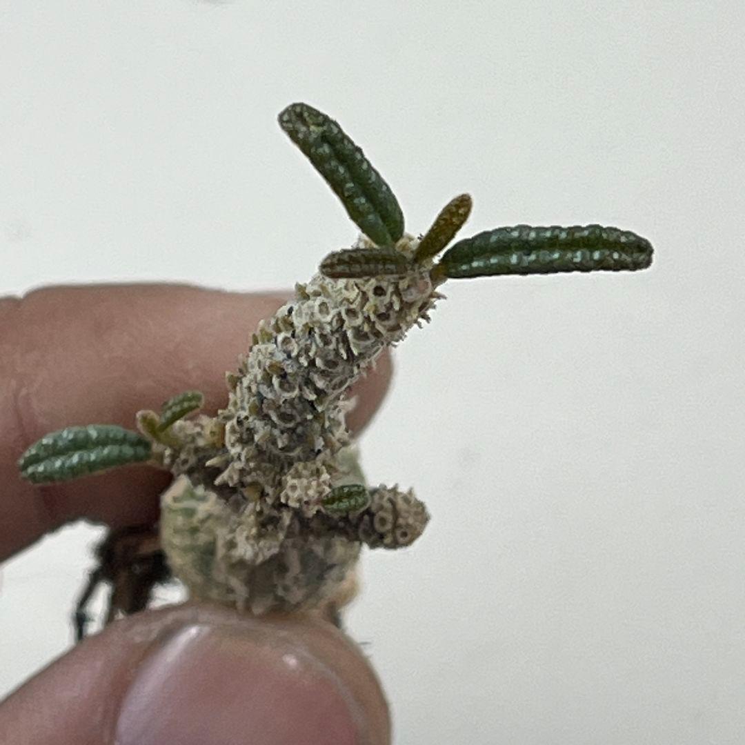 む*ん様 D63 実生 まん丸 ドルステニア ギガス ブラータ