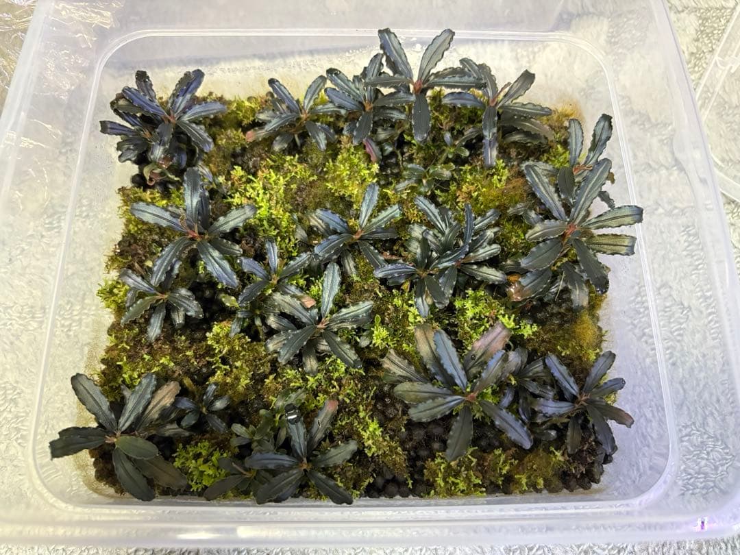 ブセファランドラ クダガン大量とプレモス