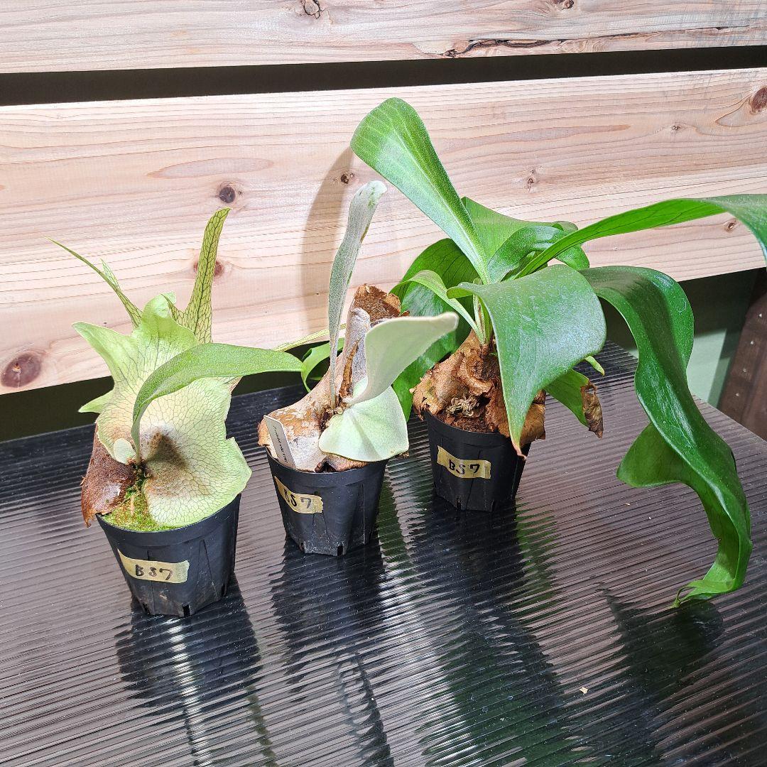 【915　リクエスト 2点 まとめ商品】