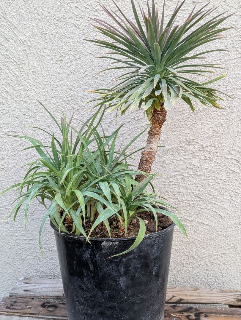 【コンパクトサイズ】ユッカ　デスメティアーナ子株付き7号鉢