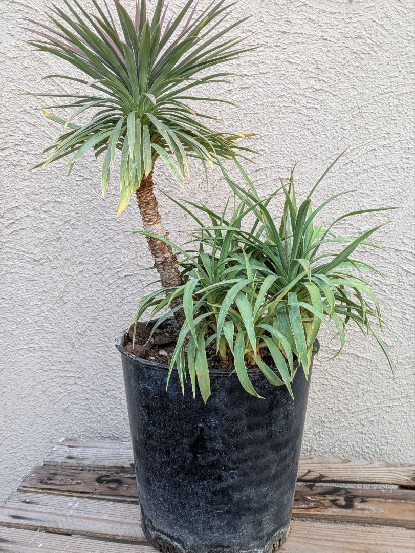 【コンパクトサイズ】ユッカ　デスメティアーナ子株付き7号鉢