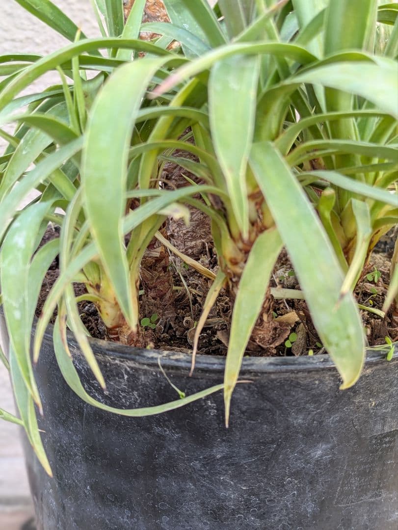 【コンパクトサイズ】ユッカ　デスメティアーナ子株付き7号鉢