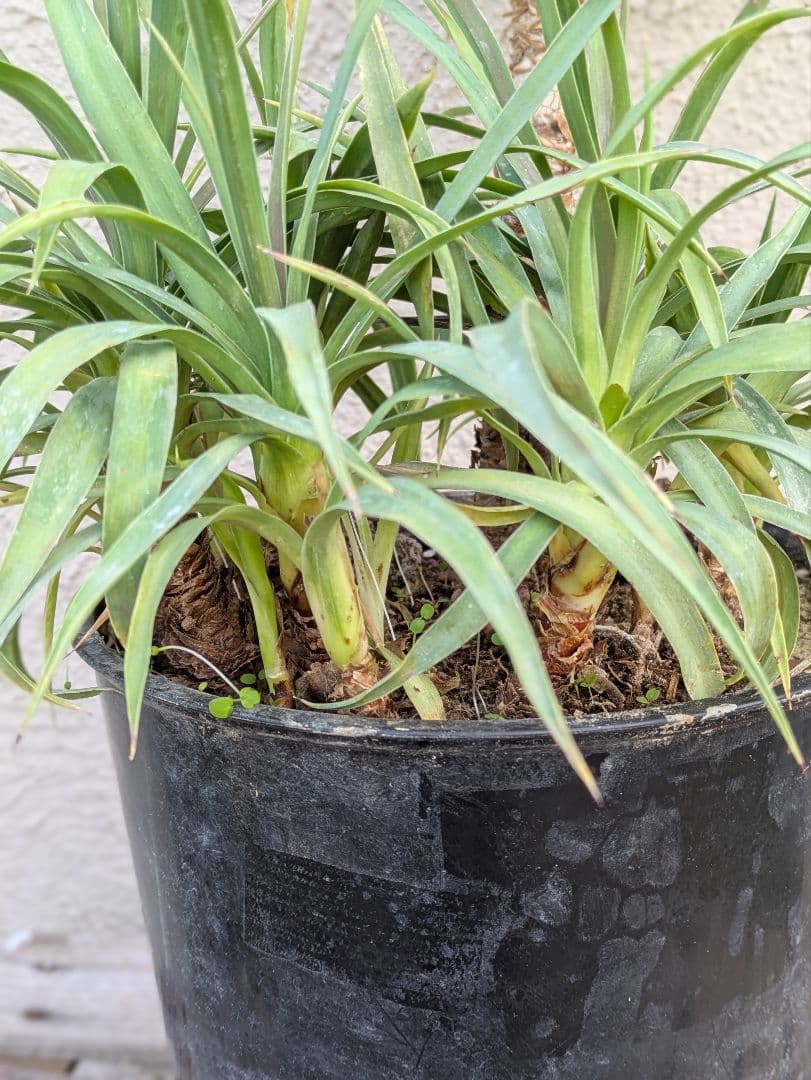 【コンパクトサイズ】ユッカ　デスメティアーナ子株付き7号鉢