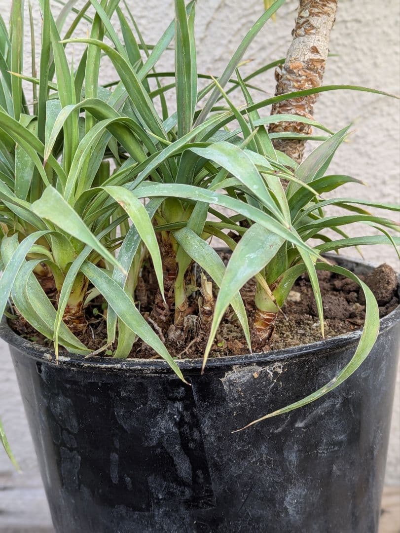 【コンパクトサイズ】ユッカ　デスメティアーナ子株付き7号鉢