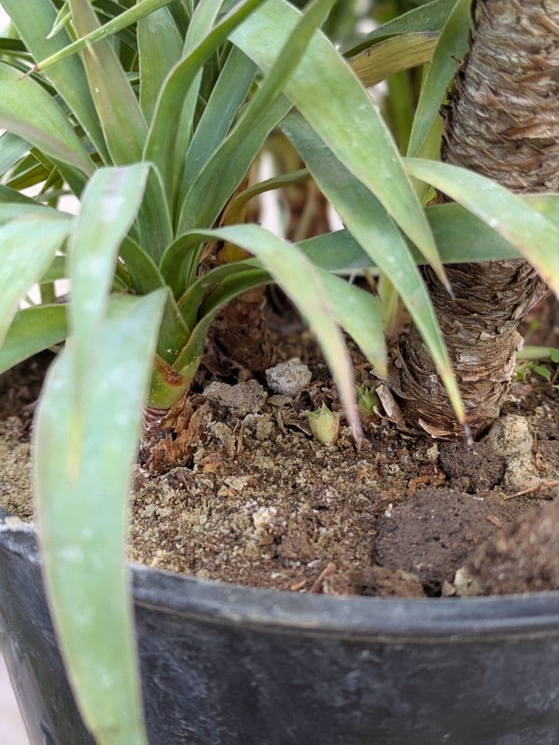 【コンパクトサイズ】ユッカ　デスメティアーナ子株付き7号鉢