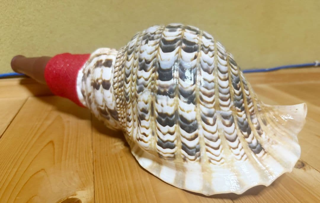 綺麗な最大級の修験道法螺貝44㎝山伏 ホラガイほら貝 熊よけ