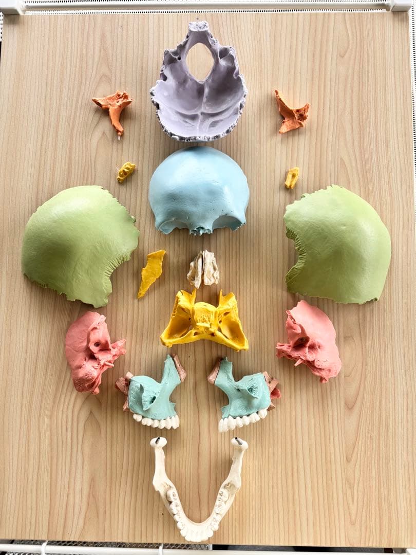 頭蓋骨　ドイツ3B社 模型