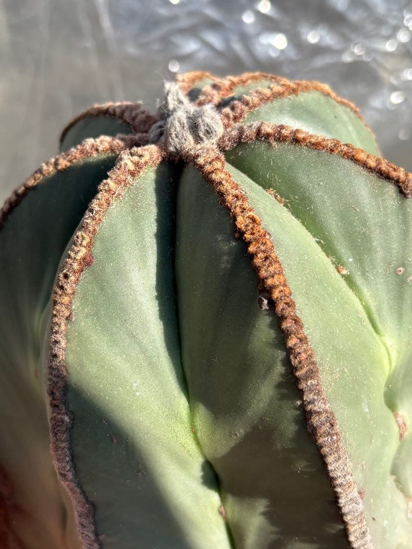 y*u様 碧瑠璃ランポー　特長50cm以上