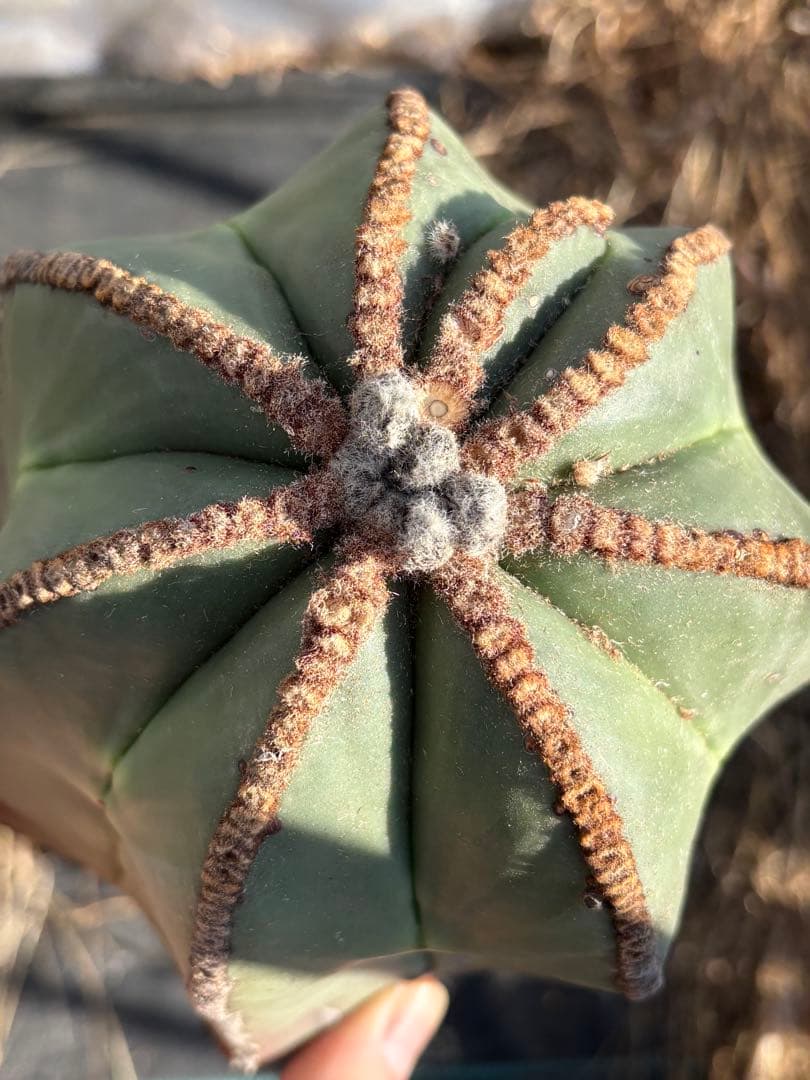 y*u様 碧瑠璃ランポー　特長50cm以上