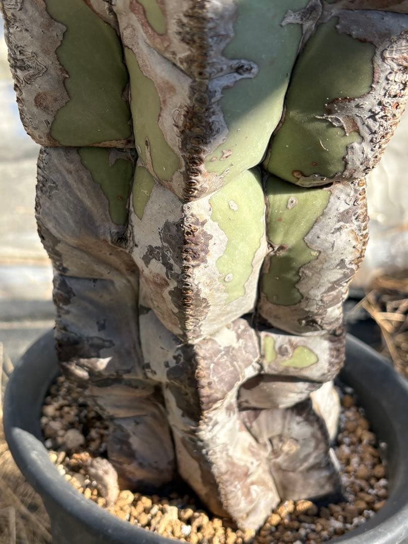 y*u様 碧瑠璃ランポー　特長50cm以上