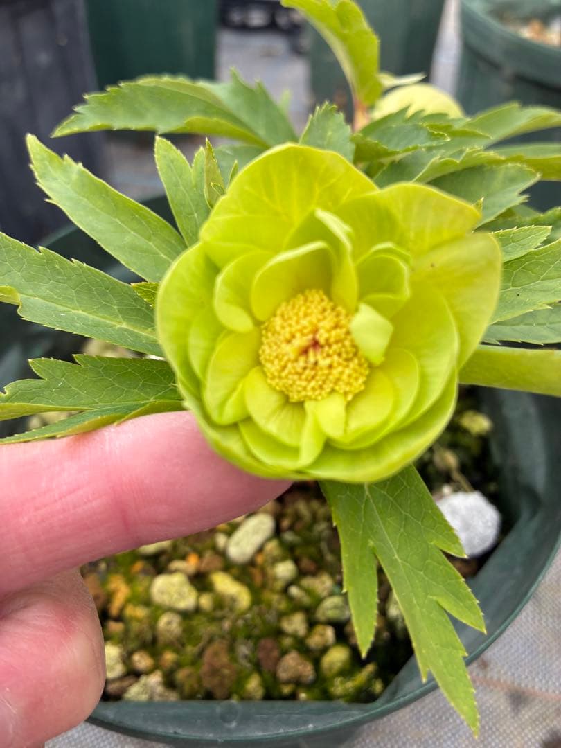 クリスマスローズ　６寸　微スポット　開花途中