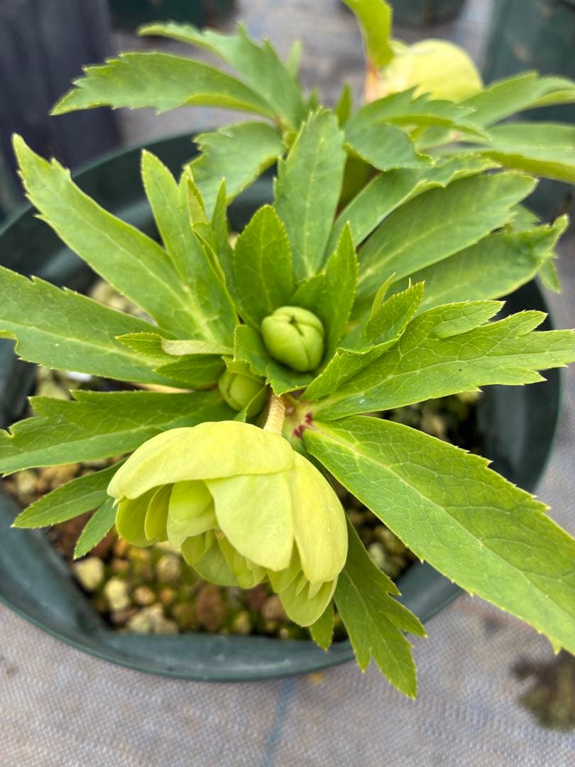 クリスマスローズ　６寸　微スポット　開花途中