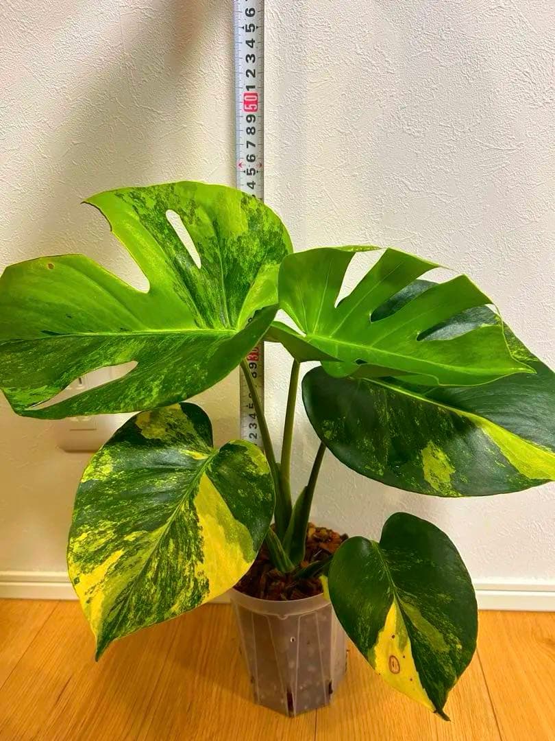 さ*ん様 モンステラ　デリシオーサ　イエローマリリン