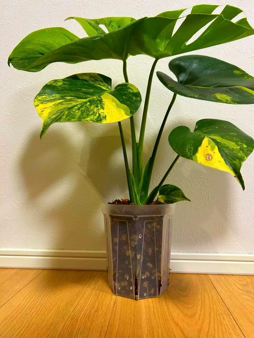 さ*ん様 モンステラ　デリシオーサ　イエローマリリン