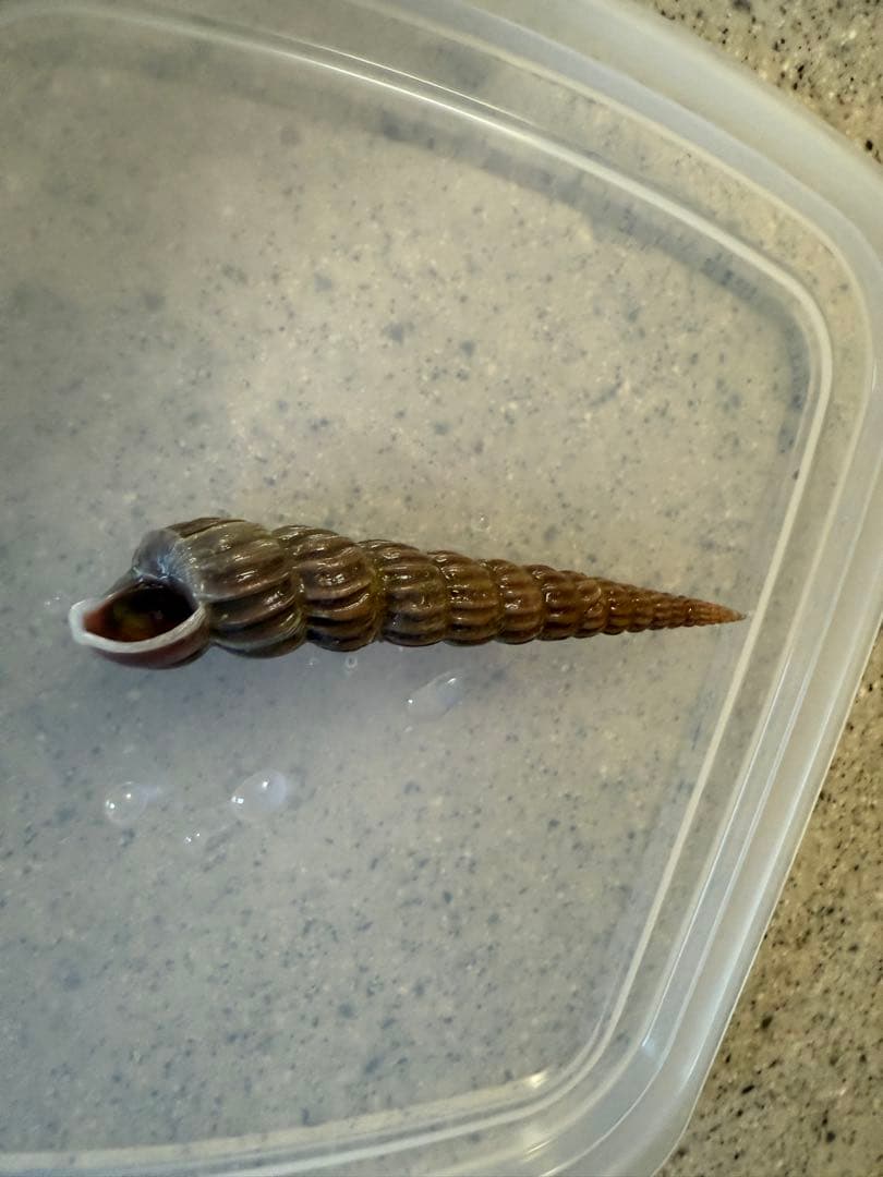 m*a様 貝　まとめ売り