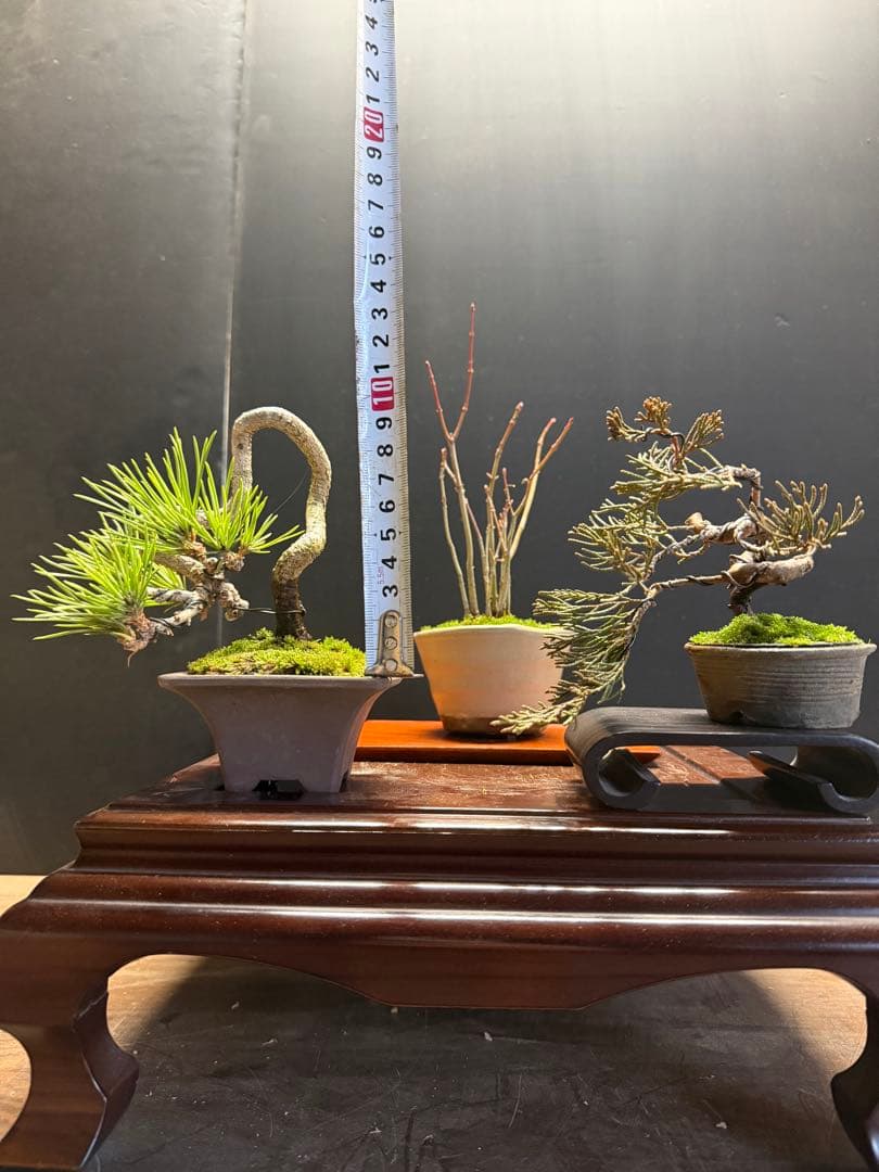 K*H様 特別オークションミニ盆栽３鉢セット　黒松真柏紅葉