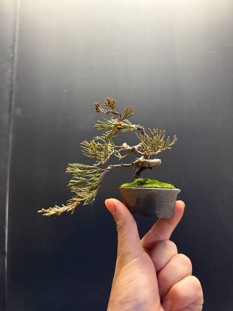 K*H様 特別オークションミニ盆栽３鉢セット　黒松真柏紅葉
