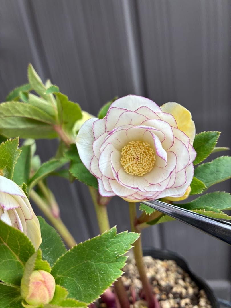 ♡大充実♡DDホワイトゴールド　ピコティ