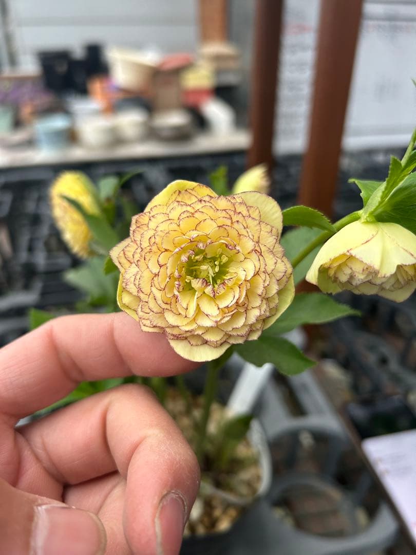 加藤農園 メビウス ♾️ クリスマスローズ