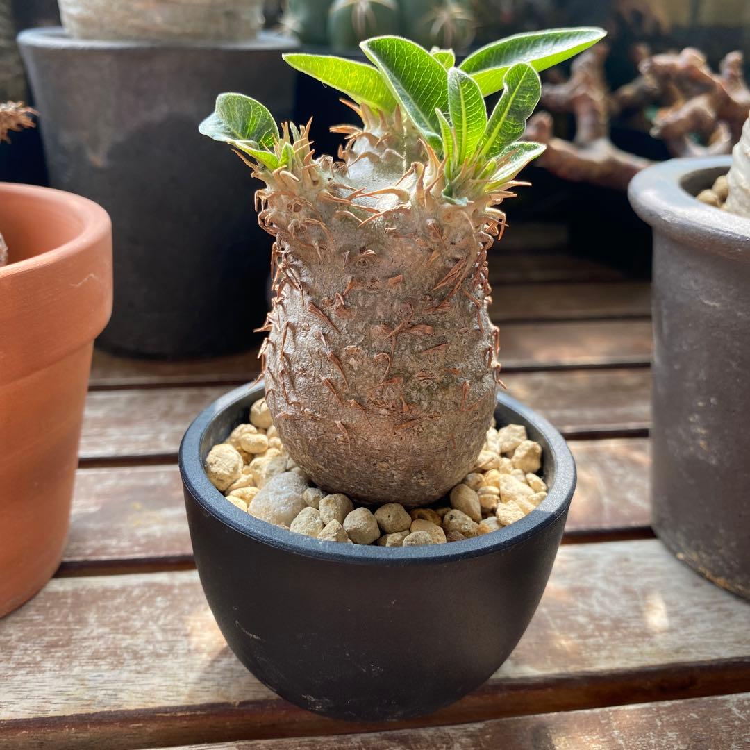 希少 チビグラキリス 現地球 発根済