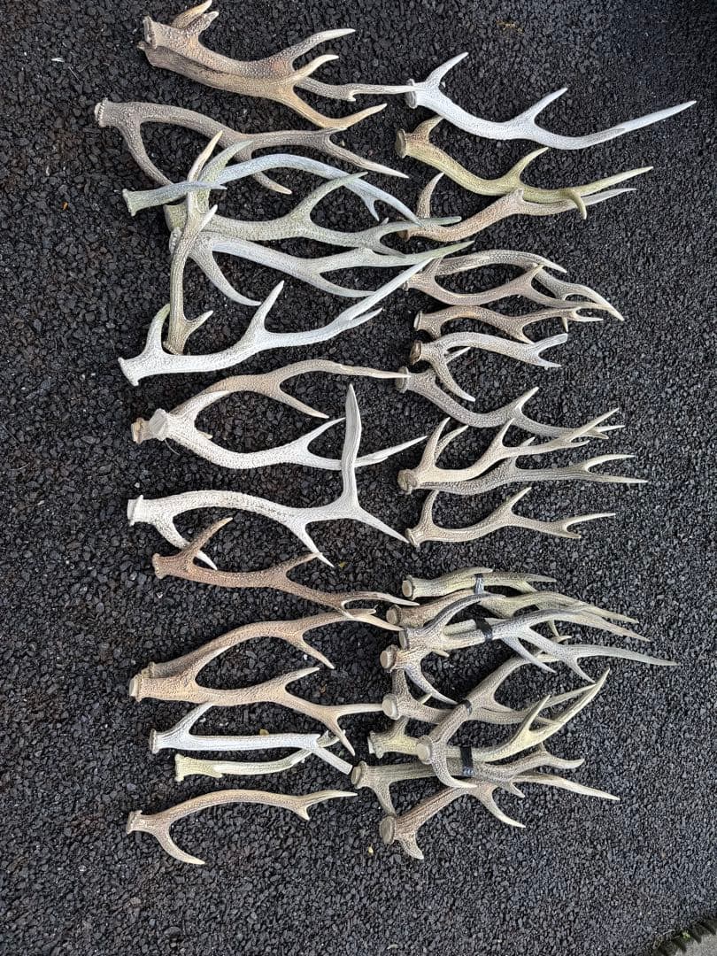 鹿の角 置物セット37本