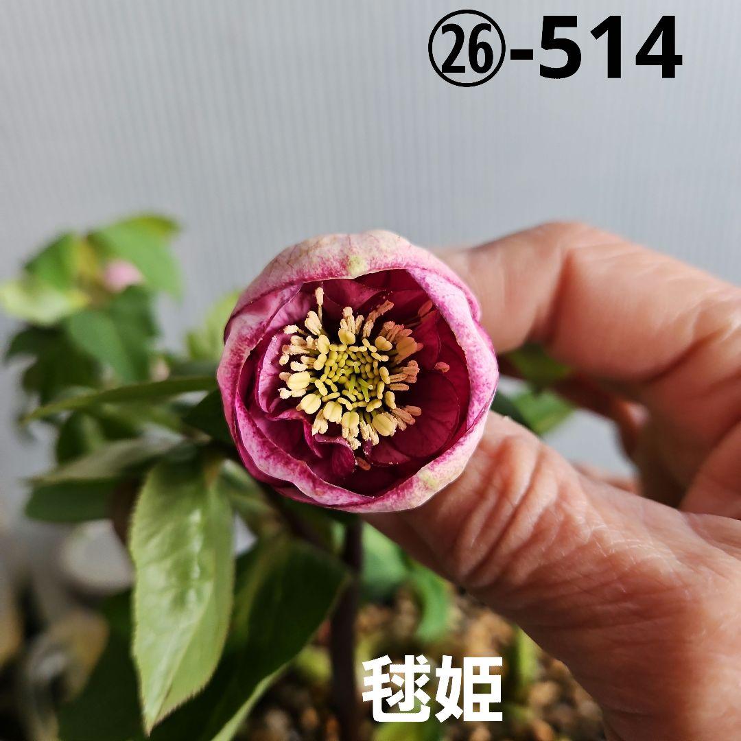 hyssa様ご購入苗㉖-514クリスマスローズ