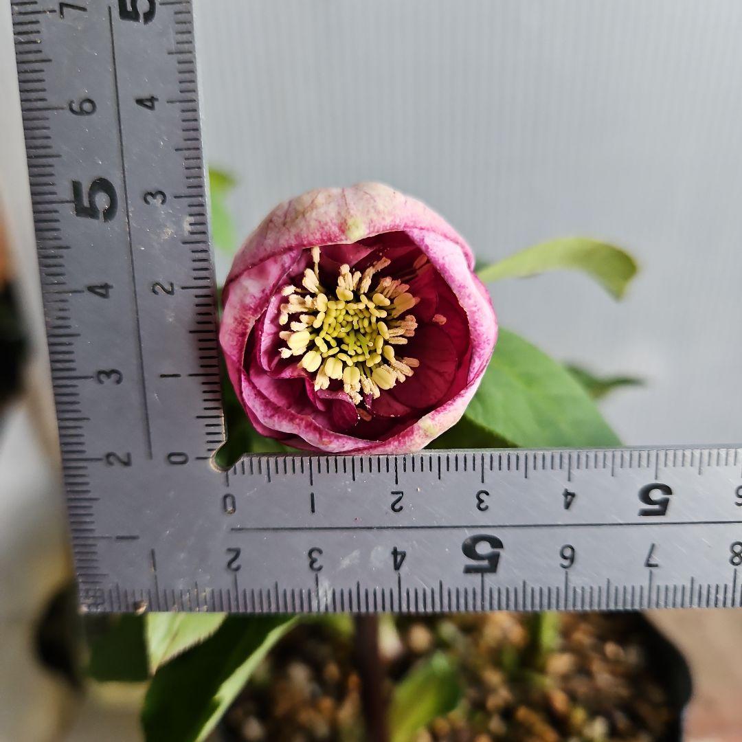 hyssa様ご購入苗㉖-514クリスマスローズ