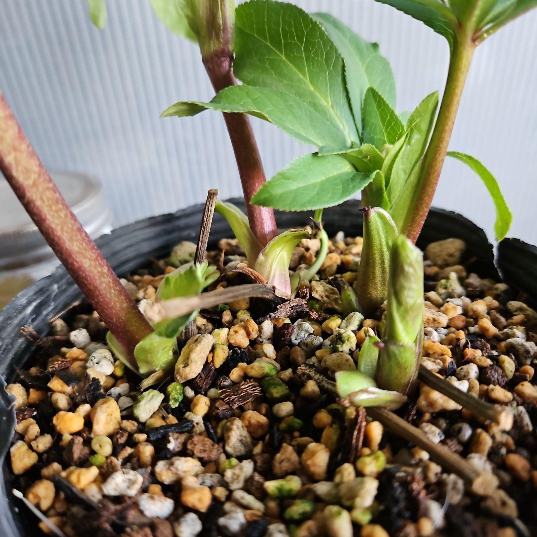 hyssa様ご購入苗㉖-514クリスマスローズ