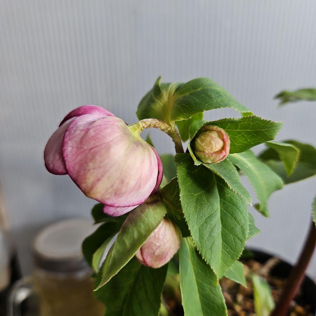 hyssa様ご購入苗㉖-514クリスマスローズ