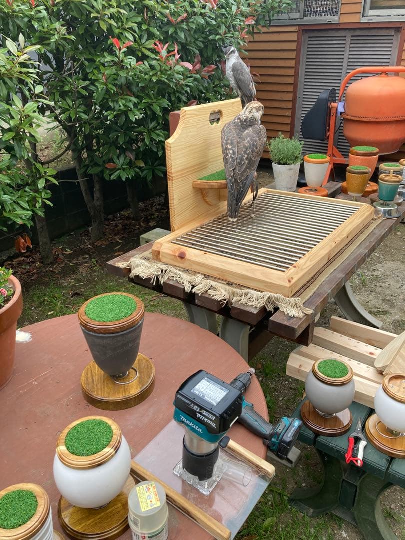 ごん　猛禽類オーダーシェルフパーチ