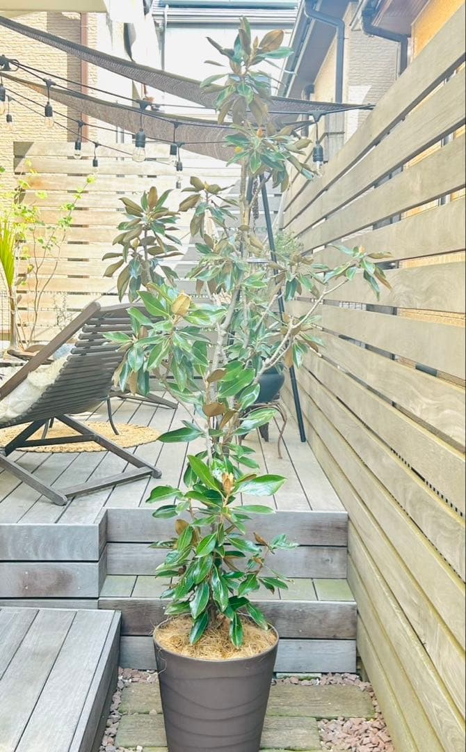 【引き取り限定】 リトル・ジェム