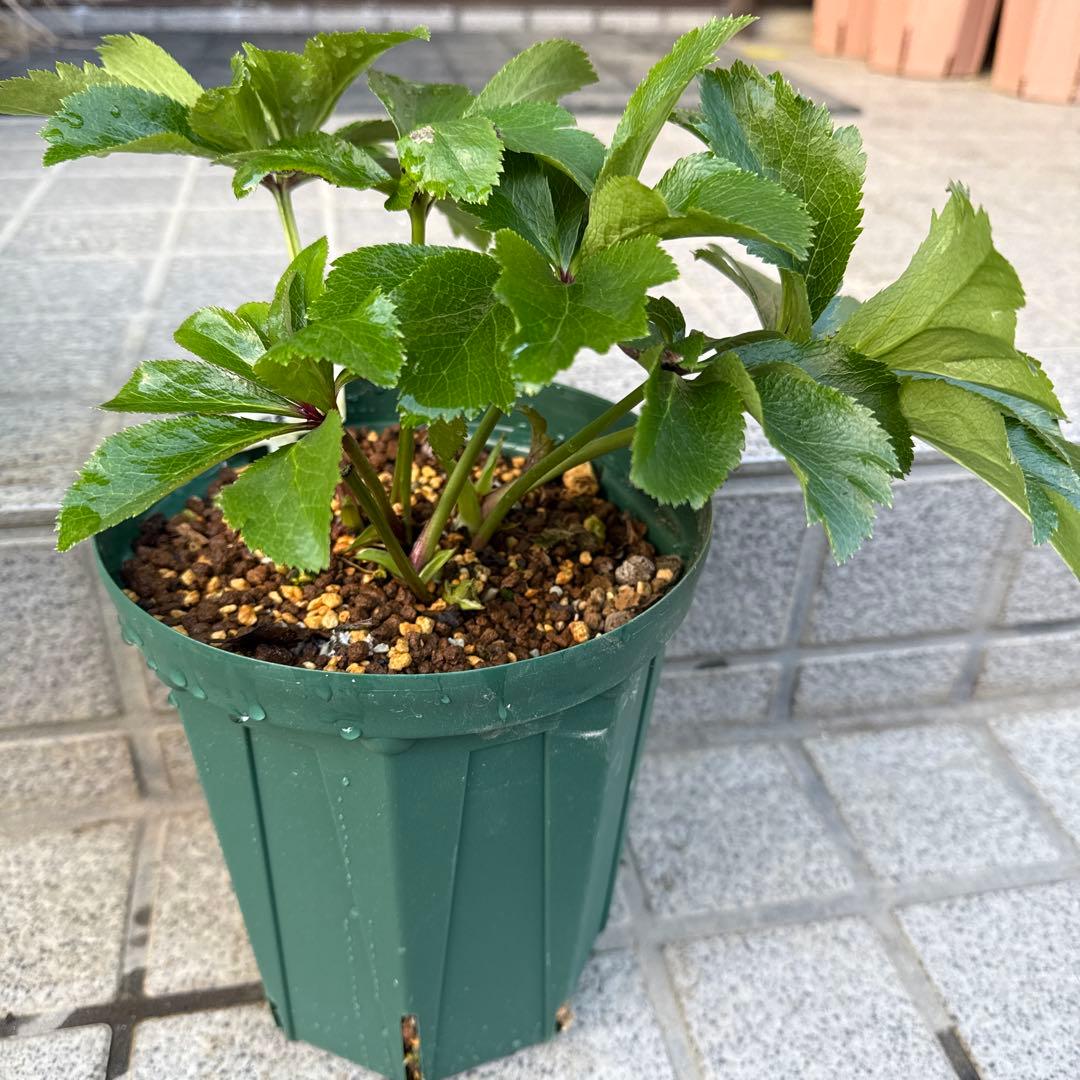 クリスマスローズ　曽田園芸　芳香　多弁　小輪　未株分け　最終値下げ