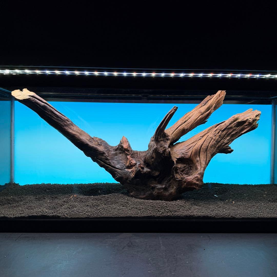 MRW-6797 特大赤系流木　アーチ流木　一点物　90cm水槽用