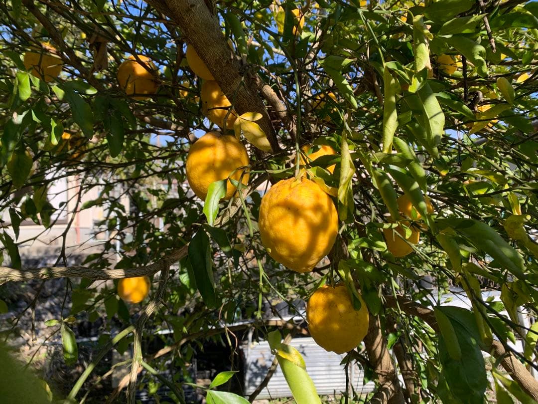 Kazu-K さま専用出品　スイングルシトロメロ種子、苗