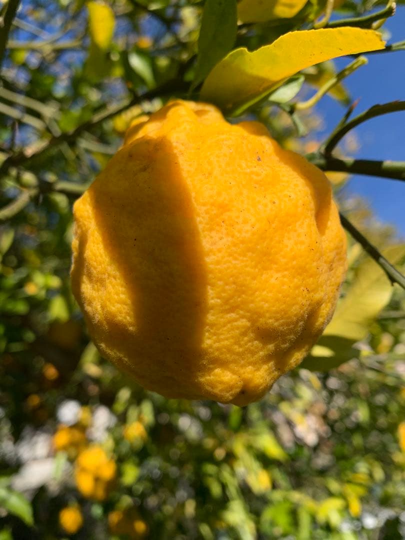 Kazu-K さま専用出品　スイングルシトロメロ種子、苗