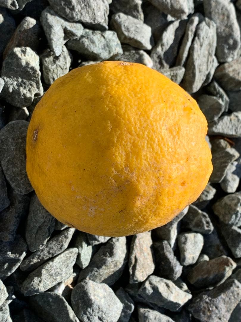 Kazu-K さま専用出品　スイングルシトロメロ種子、苗