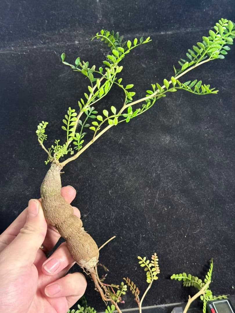 チ*ン様 オペルクリカリア パキプス／Operculicarya pachypu