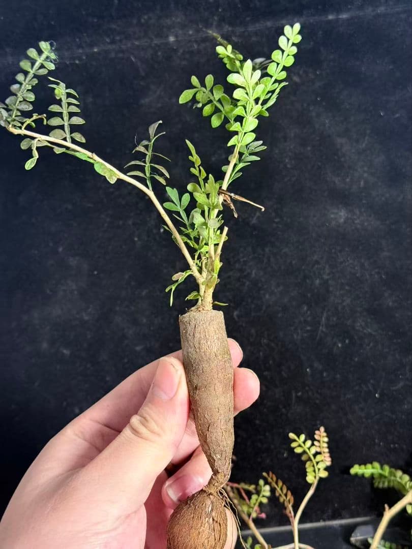 チ*ン様 オペルクリカリア パキプス／Operculicarya pachypu