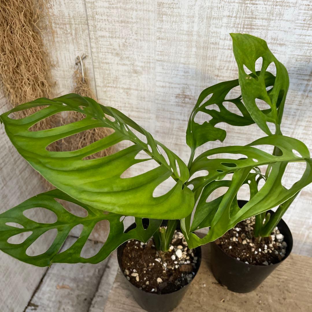 大特価！レア！2鉢価格！モンステラ　エスケレート　苗　苗木　観葉植物　鉢植え