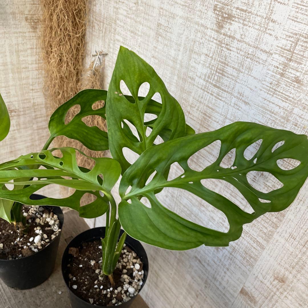 大特価！レア！2鉢価格！モンステラ　エスケレート　苗　苗木　観葉植物　鉢植え