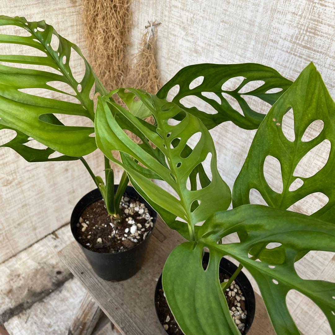 大特価！レア！2鉢価格！モンステラ　エスケレート　苗　苗木　観葉植物　鉢植え
