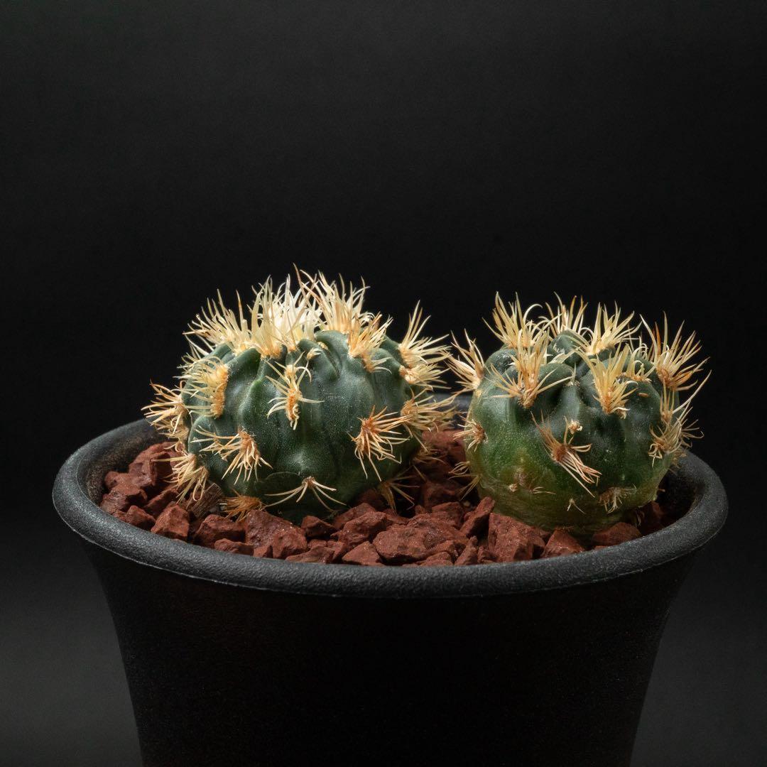 綾波 モンスト x2 （実生） #215