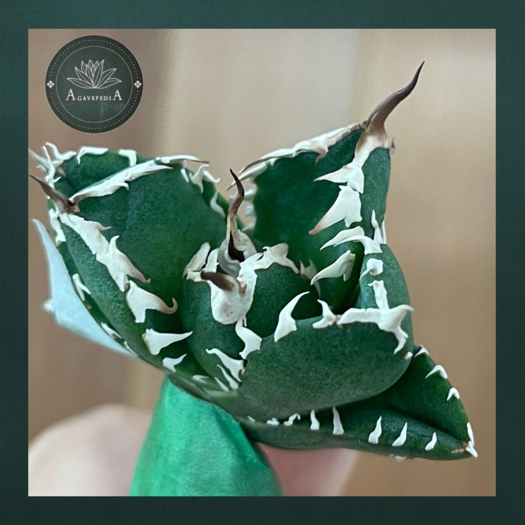 【REZA産】イラン株　選抜　アガベ　　NOVA ノヴァ　12月便