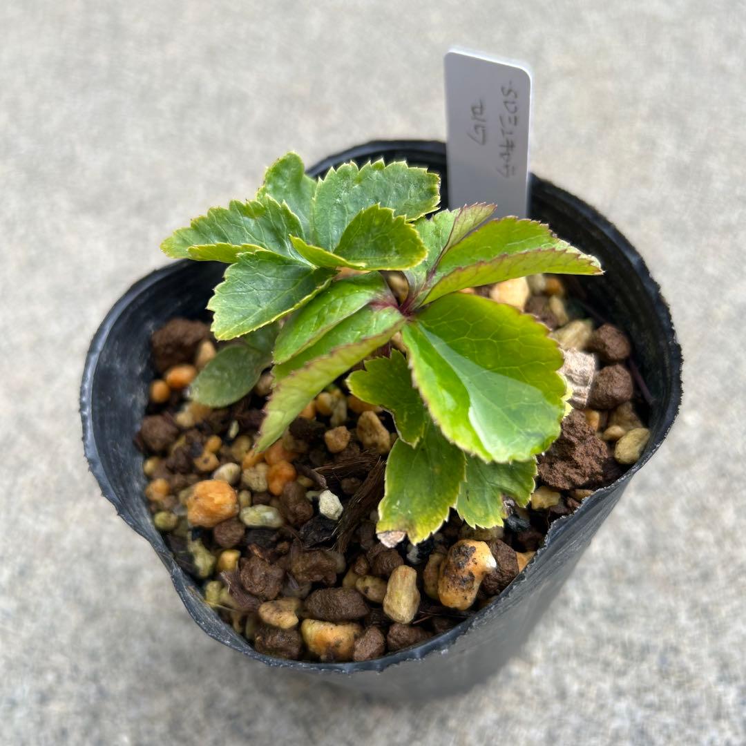 東京五輪2020 「新春セール」クリスマスローズ 小苗 SD蜃気楼 セルフ