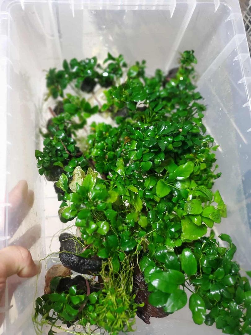 新鮮な水草 手のひらサイズ