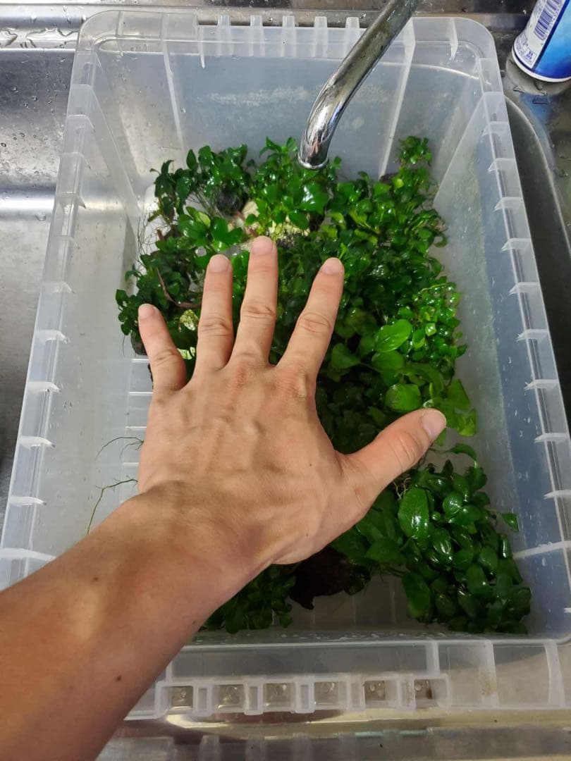 新鮮な水草 手のひらサイズ